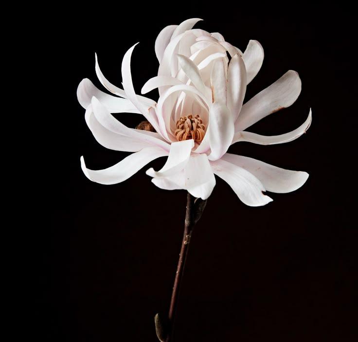 Corporate meeting room with carefully timed floral arrangements that maintain elegance throughout business hours